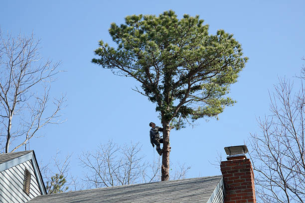 Trusted Forsyth, MO Tree Care Experts